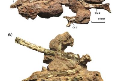 Újabb paleontológiai leletek az EME gyűjteményében