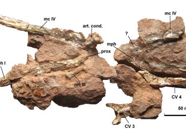 Újabb paleontológiai leletek az EME gyűjteményében