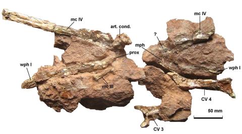 O nouă descoperire paleontologică în colecția Societății Muzeului Ardelean