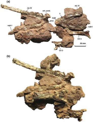 O nouă descoperire paleontologică în colecția Societății Muzeului Ardelean